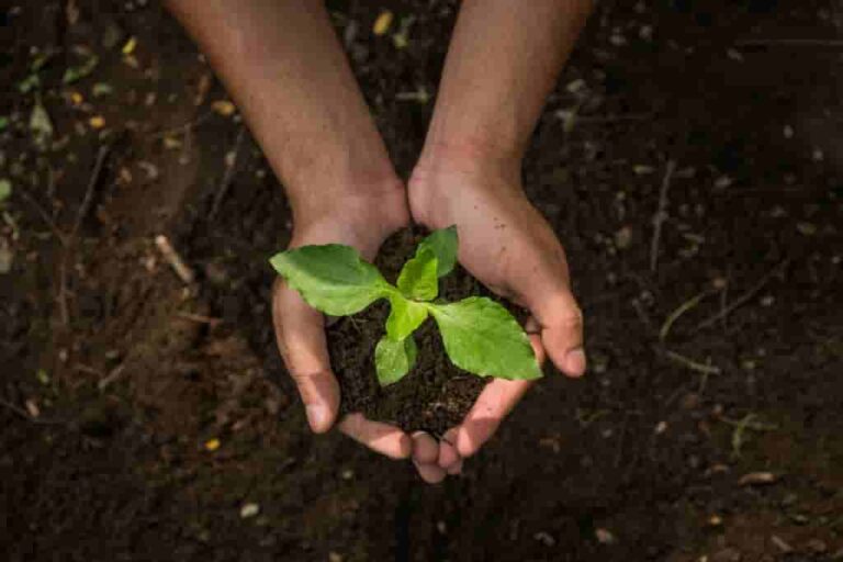 Los desafíos de la gestión de la calidad del suelo y su importancia para la agricultura.