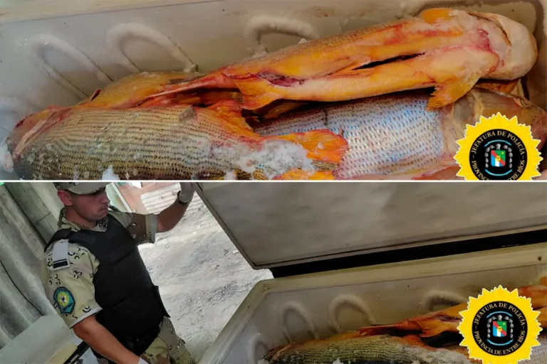 Decomisan más de 1 tonelada de dorados en Entre Ríos