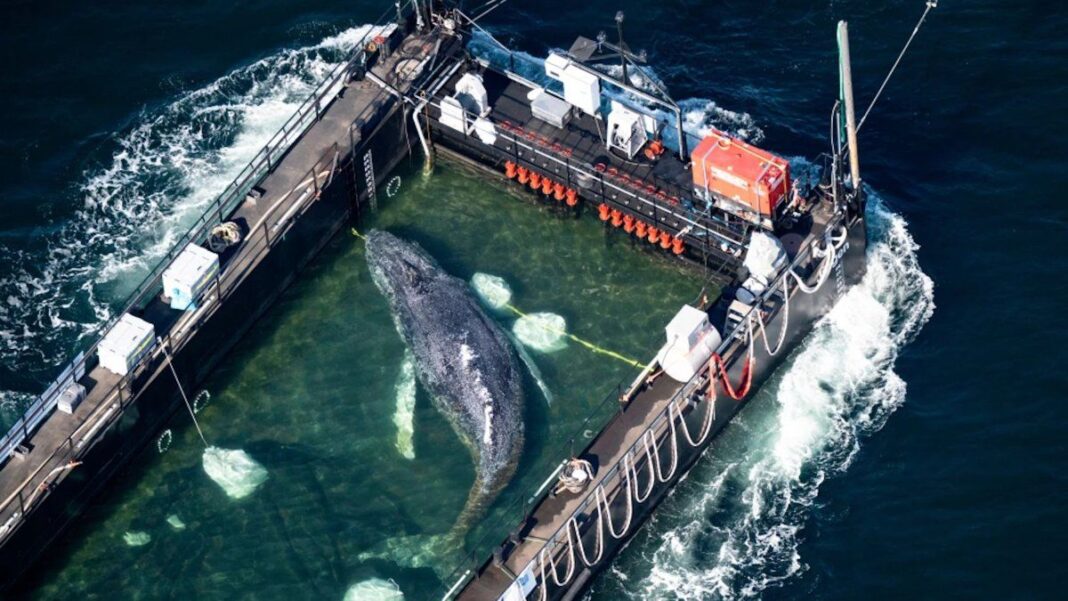 Ballena jorobada en barcaza durante operativo de rescate en Alemania