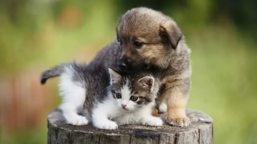 Ilustración de un perro y un gato junto a la fecha 29 de abril, en conmemoración del Día del Animal en Argentina