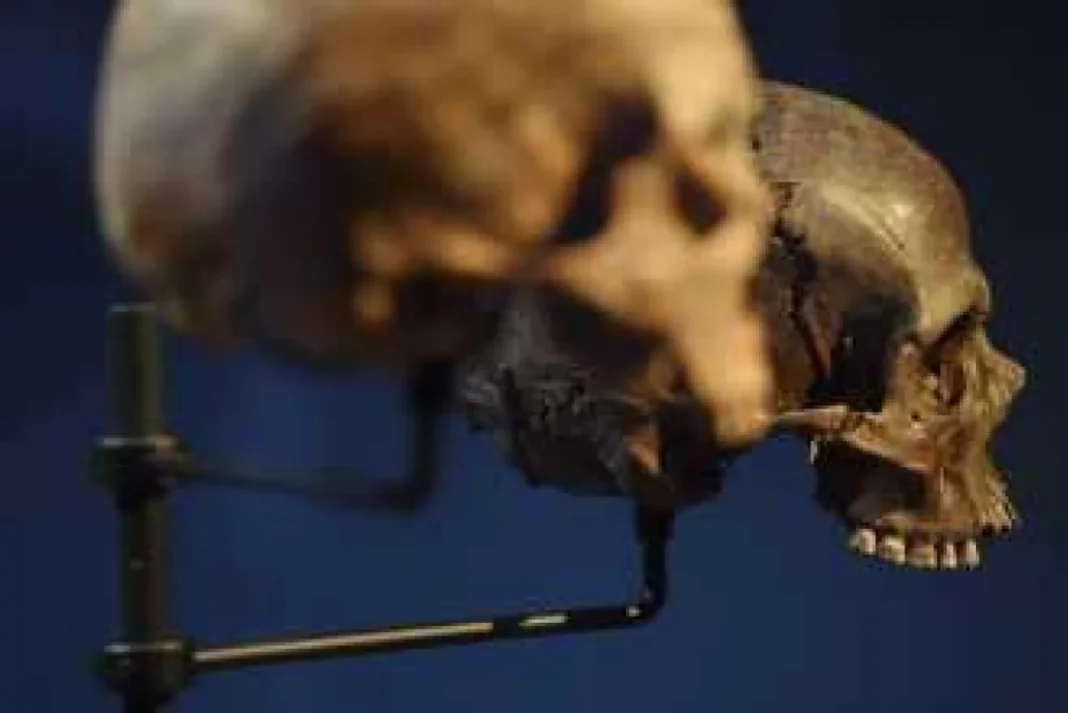 Comparación de cráneos de neandertal y humano moderno