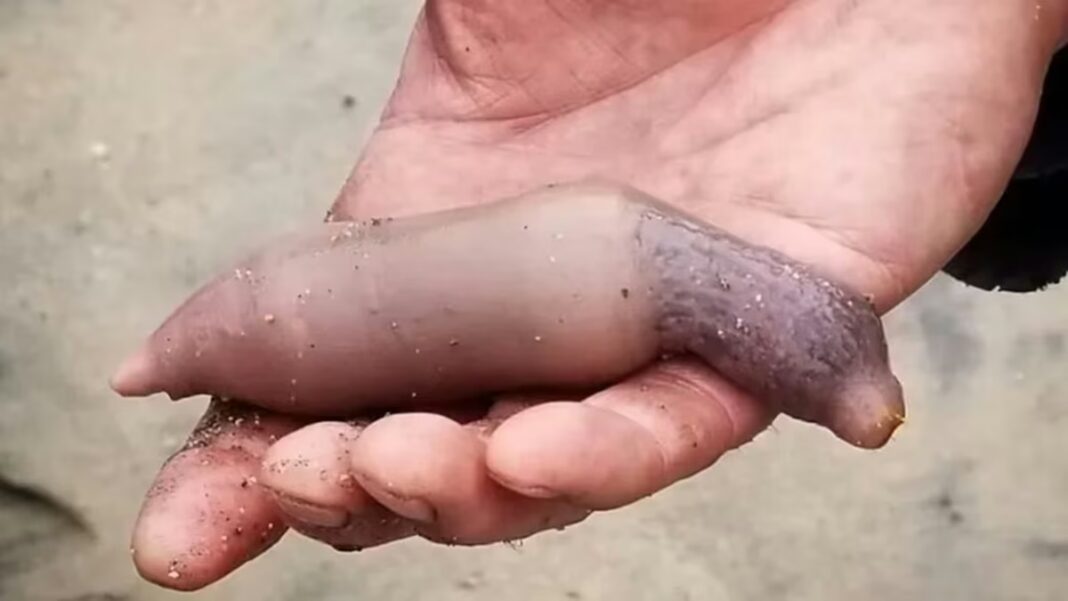 Gusano marino rosado conocido como pez pene sobre la arena en una playa de Chubut