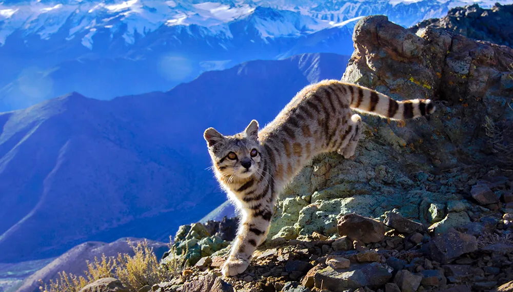 Gato andino camuflado entre formaciones rocosas en La Payunia, Mendoza