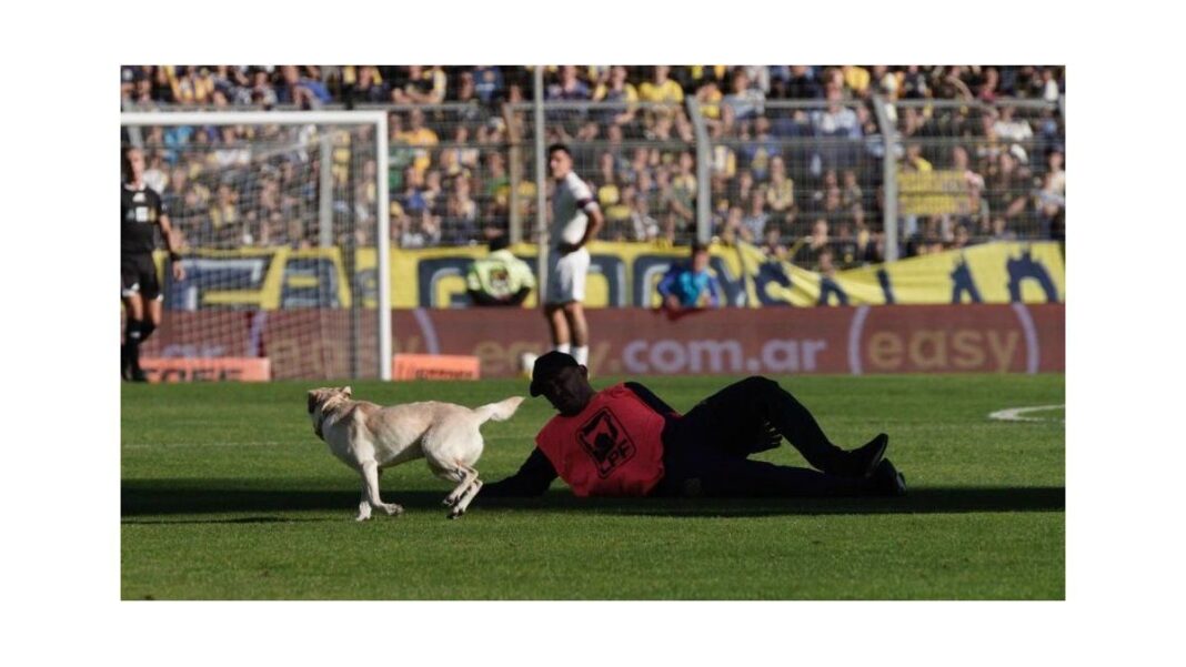 Perro corriendo en el campo de juego durante el partido entre Central y Tigre